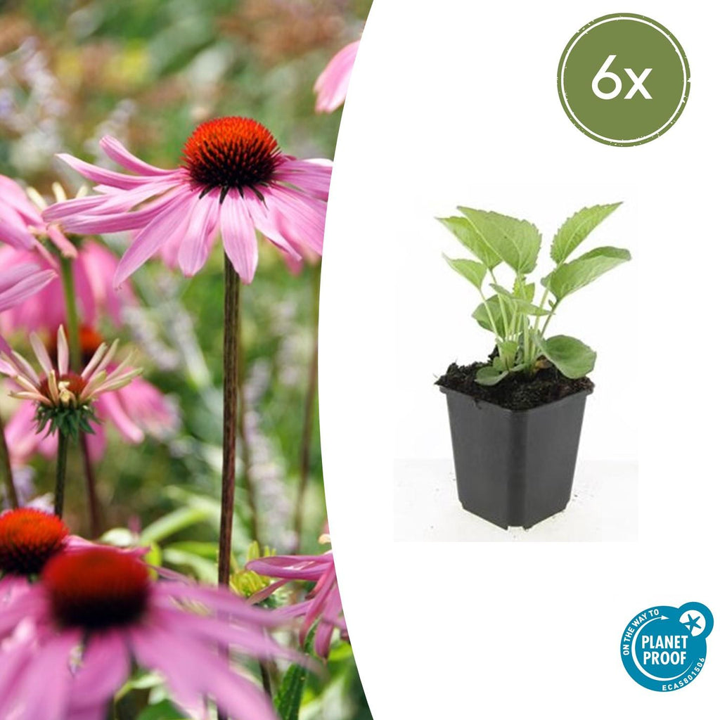 Rotblühender Scheinsonnenhut Echinacea purpurea 'Magnus' – ↕10-25cm – Ø9cm – Purpur – Sonnenhut – Bienenfreundlich – Für Sonne & Beete – Plant