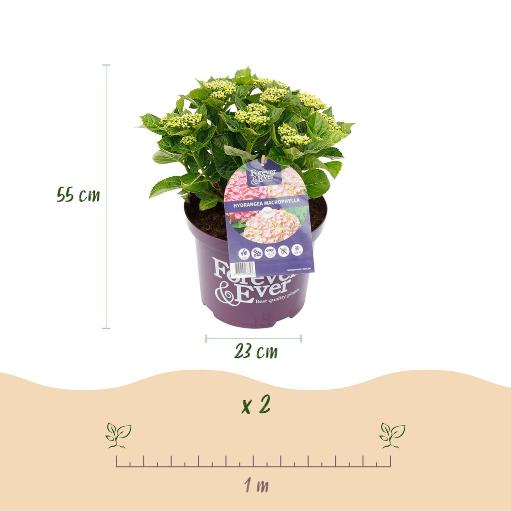 Hortensie Hydrangea macrophylla Forever & Ever Rosa – Balkonpflanze – 7-12 Blüten – Topf 23cm – Höhe 55cm – Langlebige Blüten – Plant