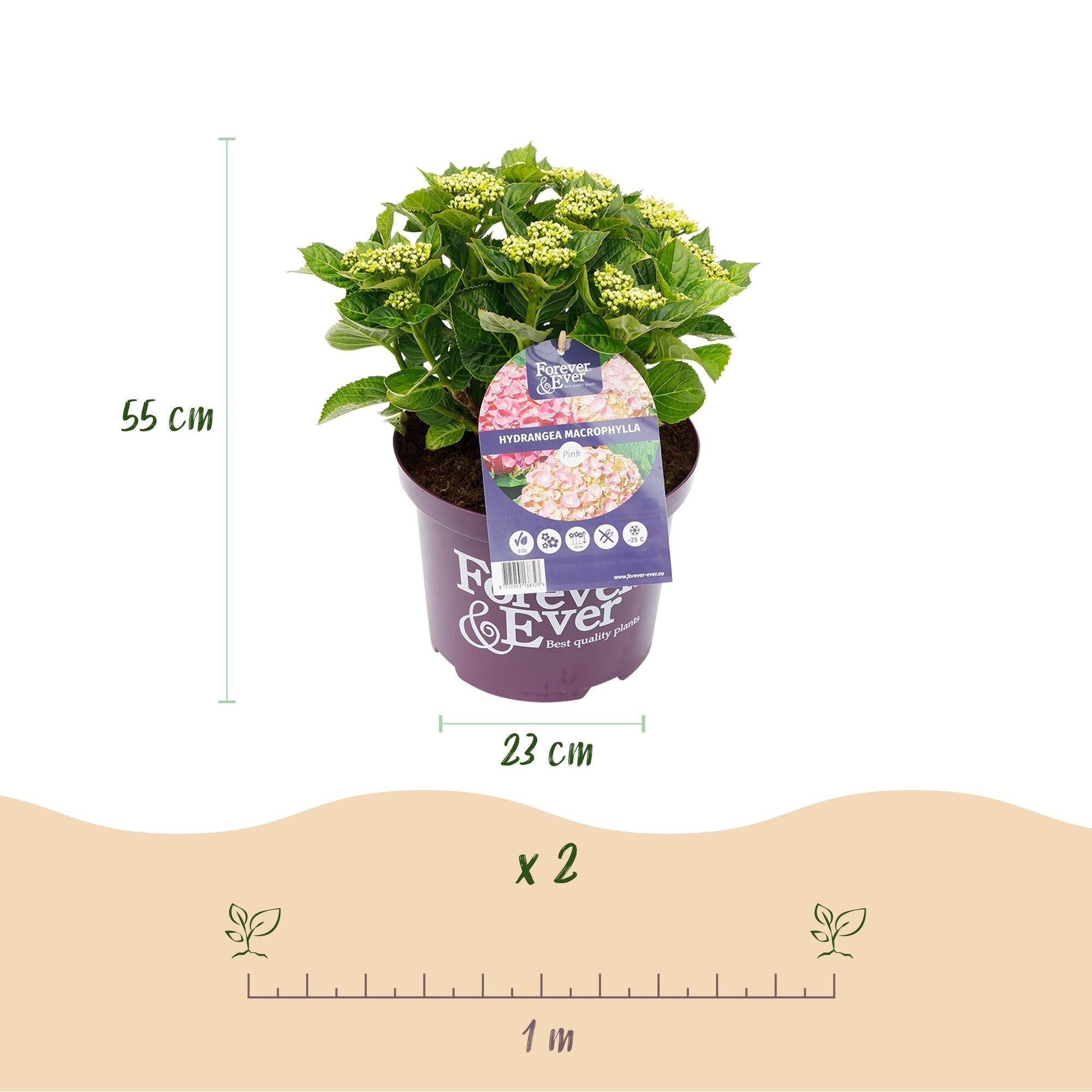 Hortensie Hydrangea macrophylla Forever & Ever Rosa – Balkonpflanze – 7-12 Blüten – Topf 23cm – Höhe 55cm – Langlebige Blüten – Plant