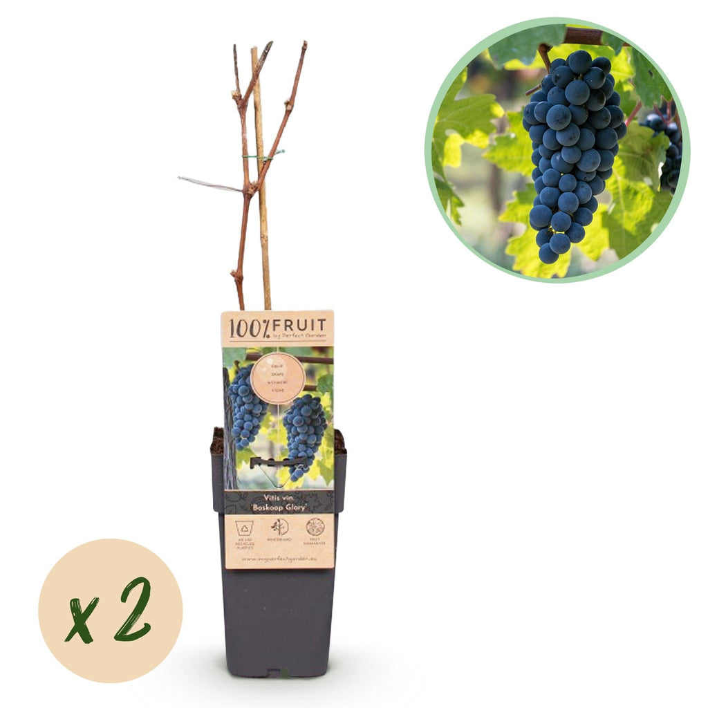 Weinrebe Vitis vinifera Boskoop Glory – Blaue Traube – 2 Pflanzen – Obstpflanze – 15cm – Höhe 50cm – Plant