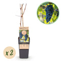 Weinrebe Vitis vinifera Boskoop Glory – Blaue Traube – 2 Pflanzen – Obstpflanze – 15cm – Höhe 50cm – Plant