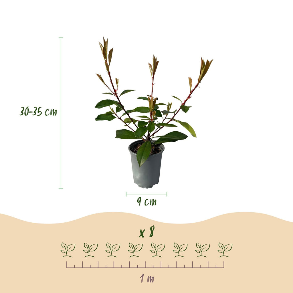 Frasers Glanzmispel – Photinia fraseri Red Robin – Heckenpflanze – Blatt rot grün – 8 Pflanzen – 1 laufender Meter – immergrün – 9cm Höhe 30-35cm – Plant