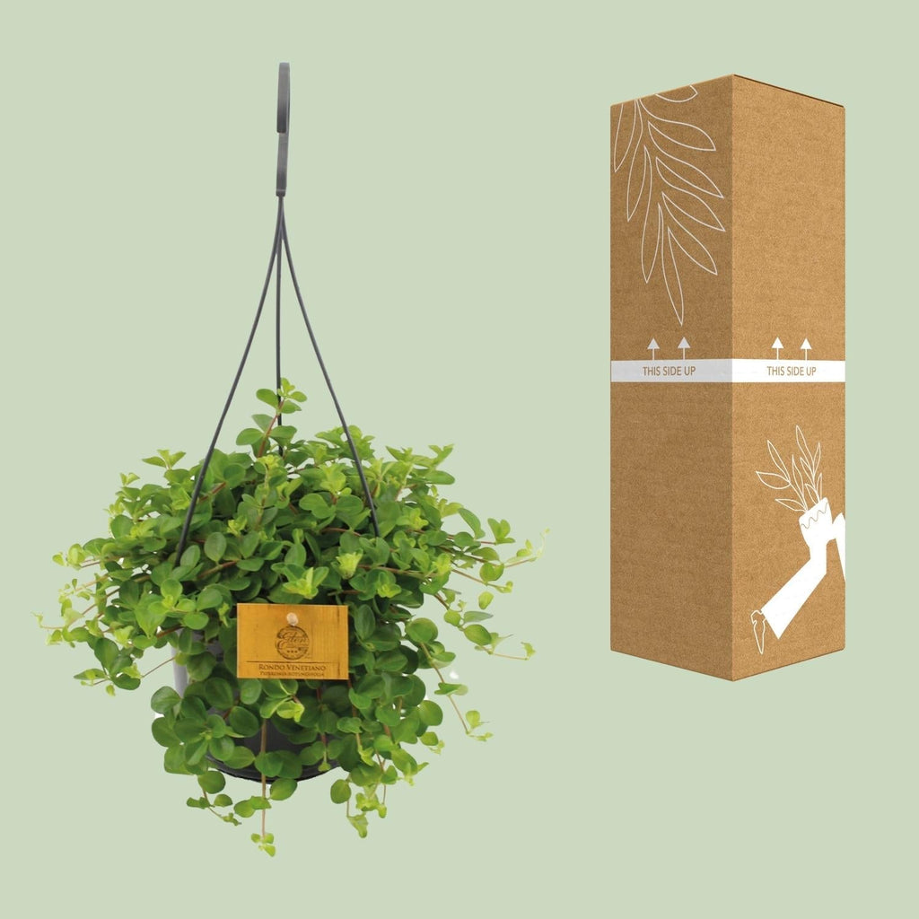 Zwergpfeffer Peperomia Rotundifolia – Zimmerpflanze – Glänzende Blätter – Ø15 cm, Höhe 25 cm – Pflegeleicht – Plant