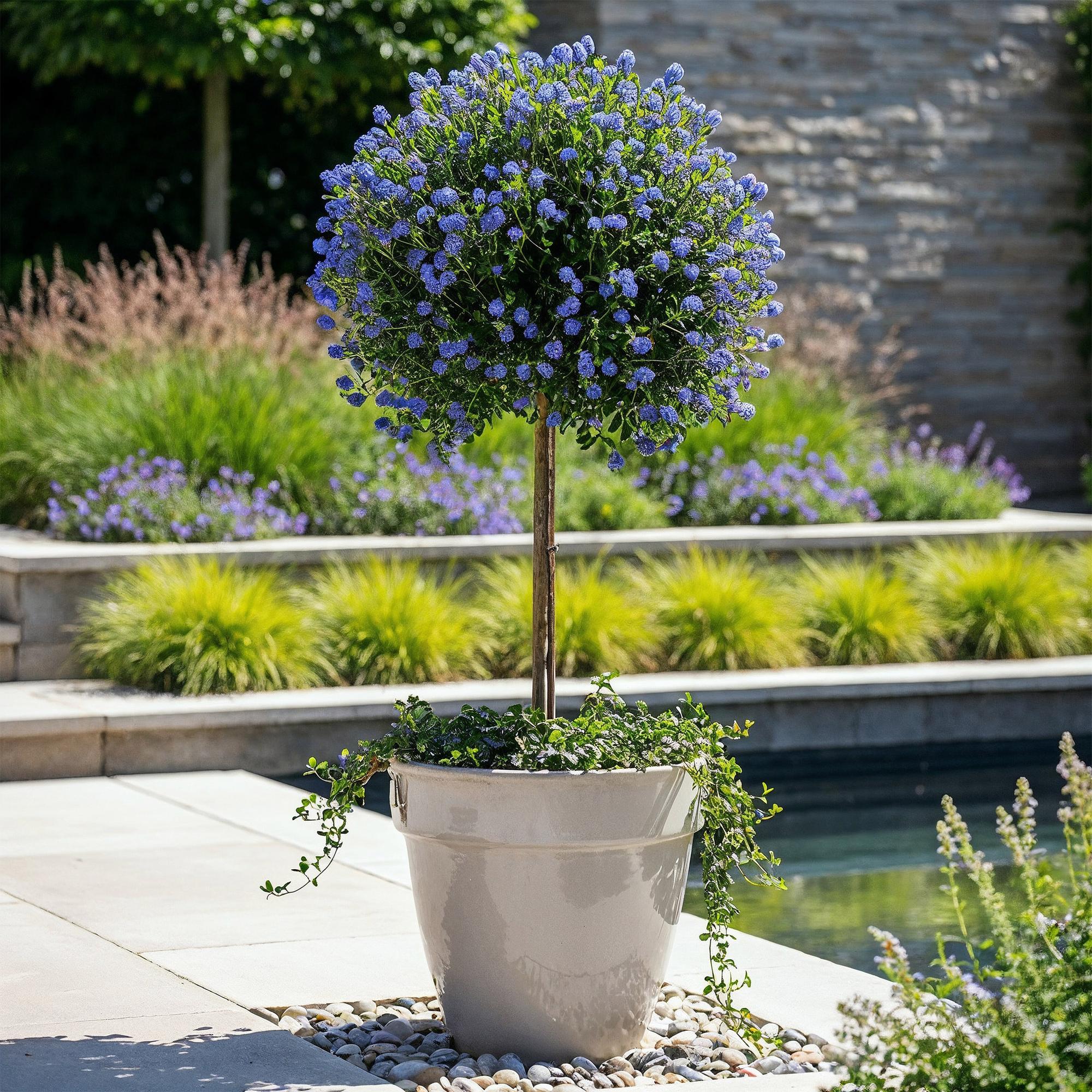 Säckelblume Ceanothus impressus Victoria Ø19cm Höhe90cm – Immergrüne Terrassenpflanze mit lila Blüten – Winterharter Zierstrauch für Balkon & Garten – Plant