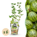 Stachelbeerpflanzen Ribes uva – crispa Hinnonmäki Grün winterhart 6 Pflanzen Höhe 30cm Ø9cm – Grüne Stachelbeere für Garten Beet Balkon & Terrasse