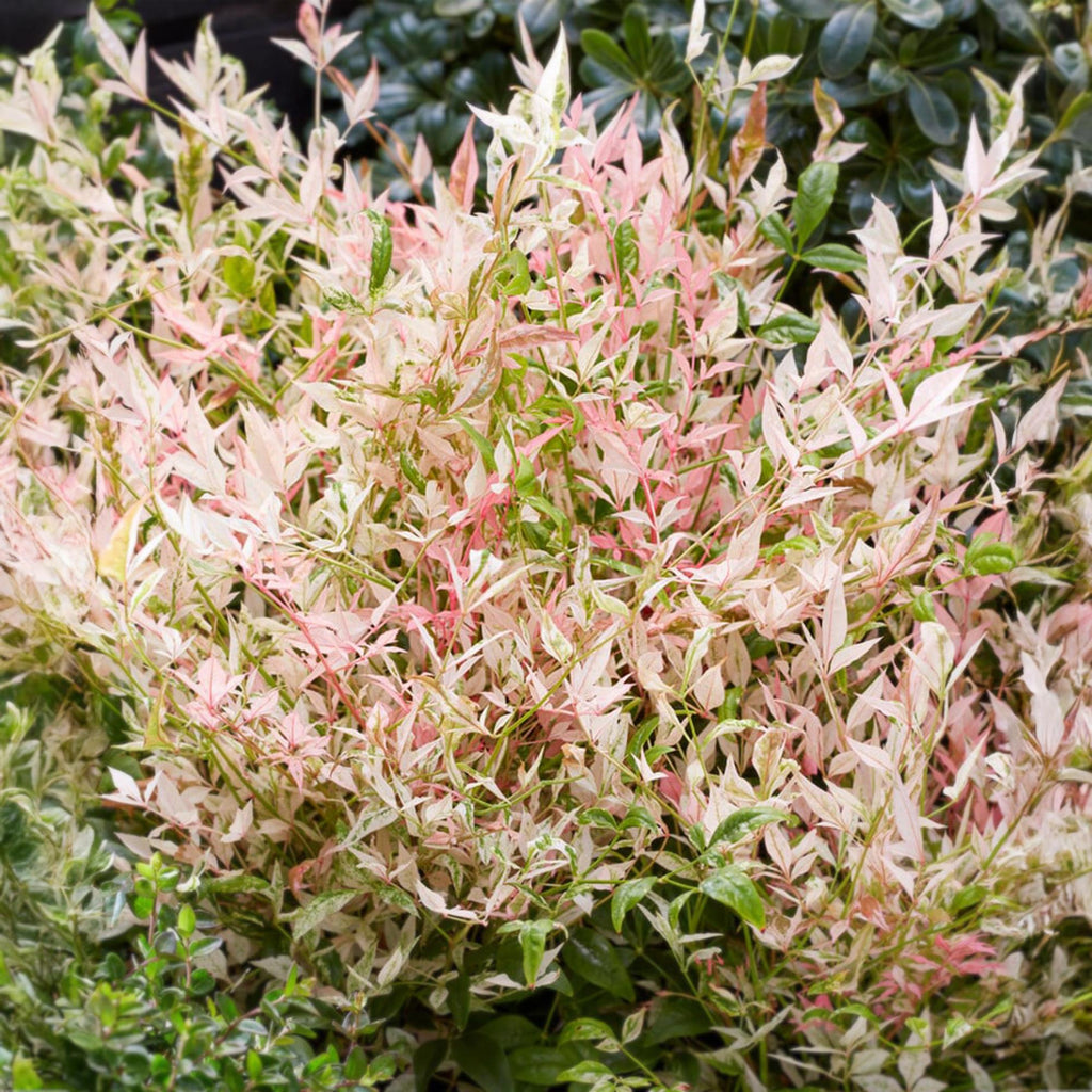 Heiliger Bambus Nandina Twilight – 17cm Höhe ca.45cm – Immergrün & farbwechselnd – Bunt rosa Laub – Pflegeleichter dekorativer Zierstrauch – Plant