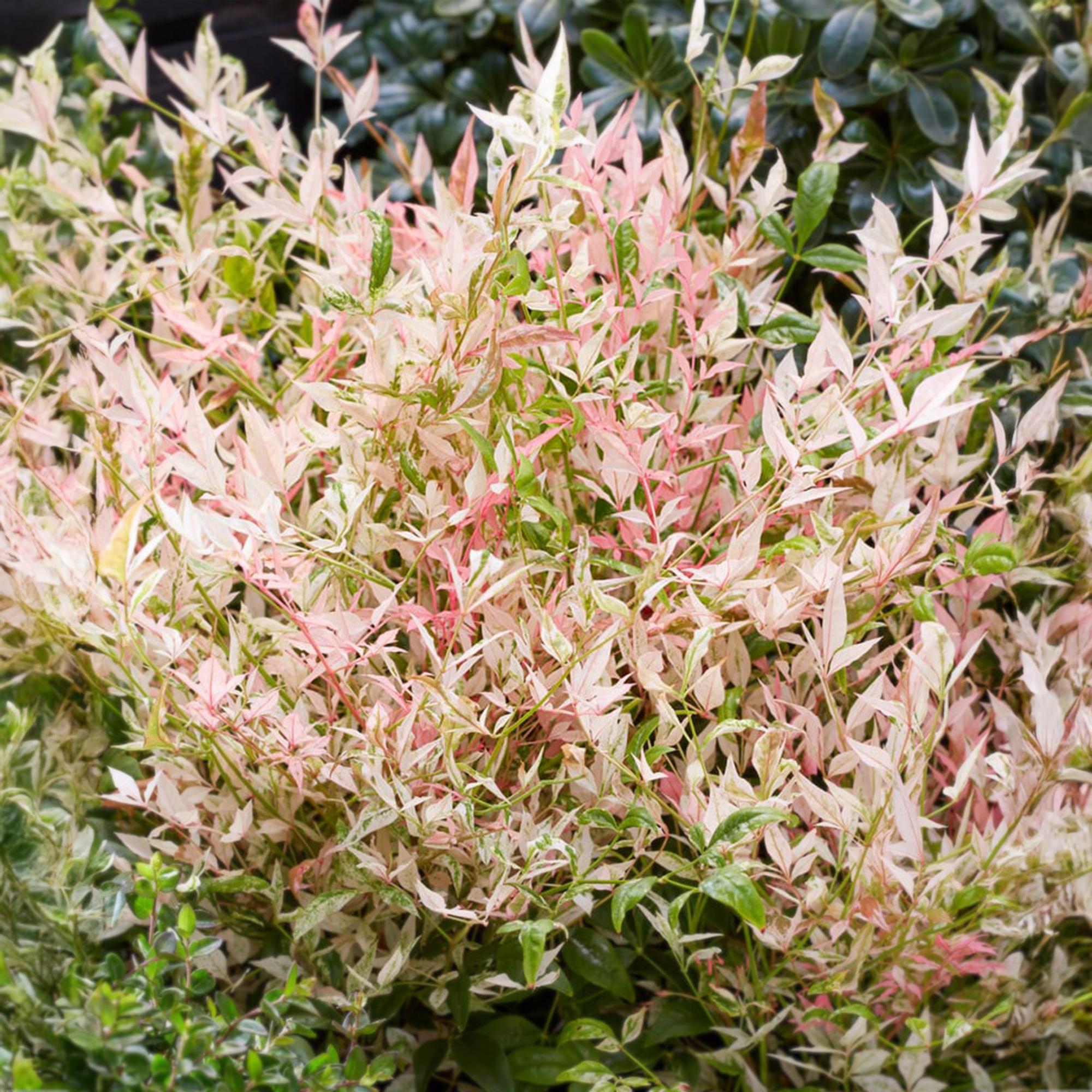 Heiliger Bambus Nandina Twilight – 17cm Höhe ca.45cm – Immergrün & farbwechselnd – Bunt rosa Laub – Pflegeleichter dekorativer Zierstrauch – Plant