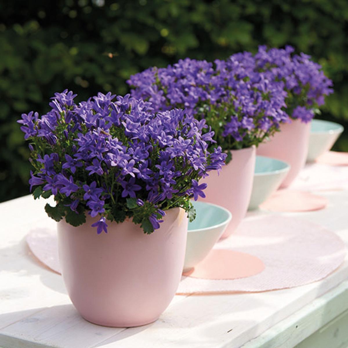 Campanula Addenda Ambella lila 6er Set – Glockenblume violett Topfgröße 12cm – winterhart, lang blühend – Bodendecker für ca.1m² – Plant
