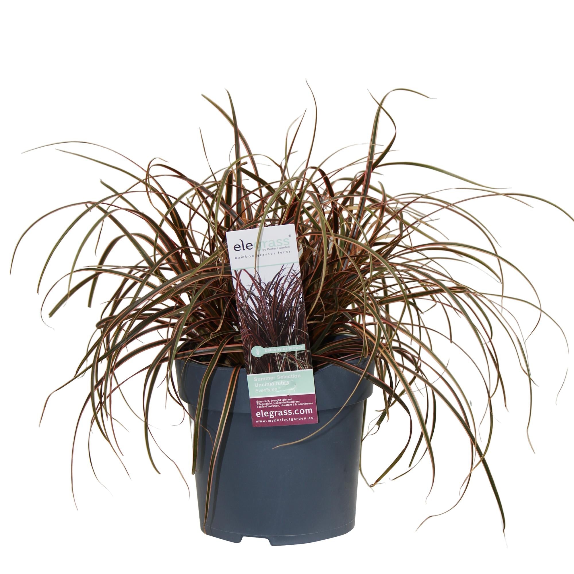 Mahagonigras – Uncinia rubra ‘Everflame’ – Ø14cm x ↕30cm – Ziergras mit rotbraunen Blättern – Immergrüne Red Zegge für Garten, Balkon & Terrasse – Pflegeleicht & winterhart – Plant
