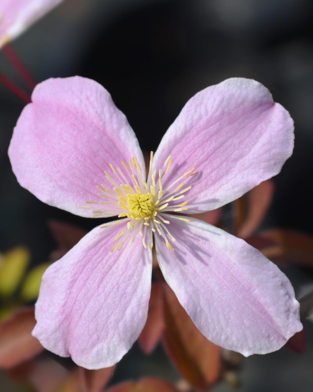 Waldrebe – Clematis Montana 'Fragrant Spring' – Ø15cm – ↕65cm – Kletterpflanze mit rosa Blüten – Schnellwüchsig & duftend – Plant