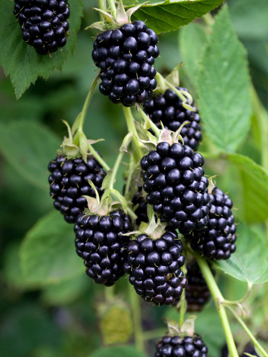 Brombeere - Rubus fruticosus Black Satin - Dornenlose Brombeerpflanze - Ø13cm - Höhe ca. 45cm - Winterharte Obstpflanze für Garten und Terrasse – Plant