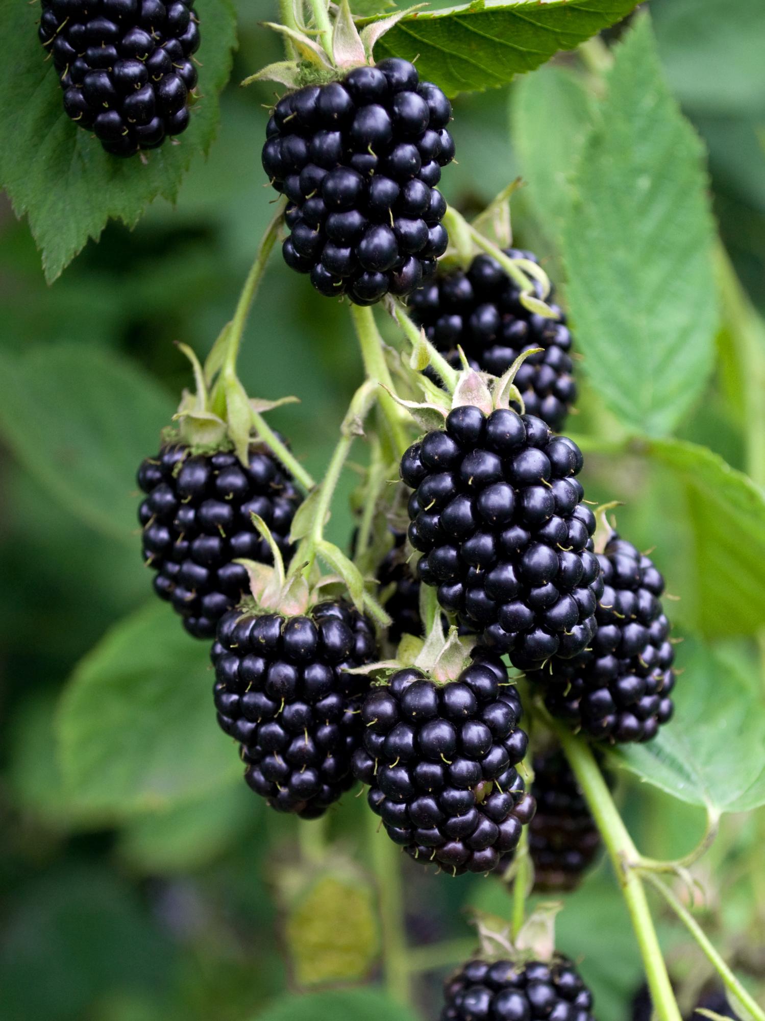 Brombeere - Rubus fruticosus Black Satin - Dornenlose Brombeerpflanze - Ø13cm - Höhe ca. 45cm - Winterharte Obstpflanze für Garten und Terrasse – Plant