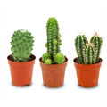 Mini Kakteen Set 3 Pflanzen Ø5,5cm Höhe5-10cm – Pflegeleichte Mini – Kakteen für sonnige Fensterbank – Ideal für kleine Räume & Deko – Plant