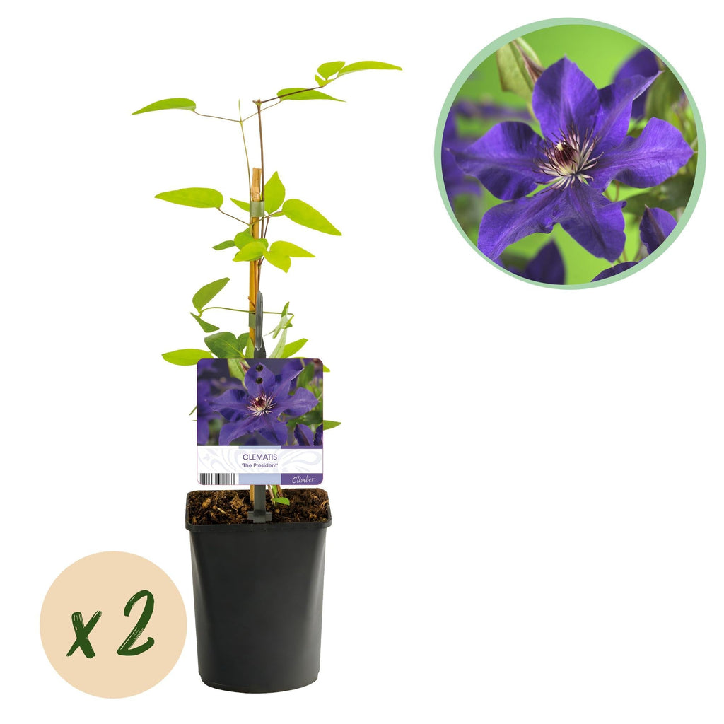 Kletterpflanze Clematis The President – Rosa Blüten – 2 Pflanzen – 11cm x H40cm – Bis 3m – Pflegeleicht – Ideal für Garten, Balkon & Pergola – Plant