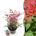Heiliger Bambus Nandina Obsessed – 17cm Höhe ca.45cm – Immergrün & farbintensiv – Rotes Laub für Beet Balkon Terrasse – Pflegeleichter Zierstrauch – Plant