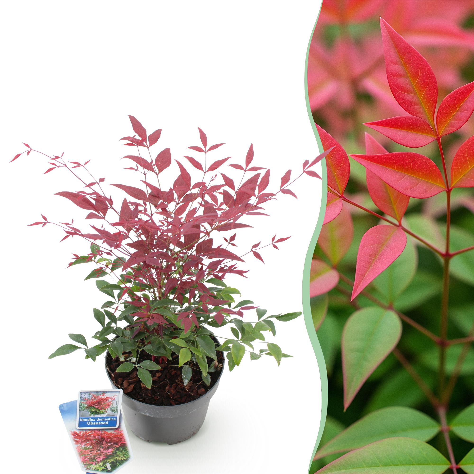 Heiliger Bambus Nandina Obsessed – 17cm Höhe ca.45cm – Immergrün & farbintensiv – Rotes Laub für Beet Balkon Terrasse – Pflegeleichter Zierstrauch – Plant