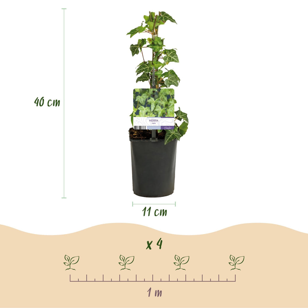 Kletterpflanzen – Set Rainbow – 4 Pflanzen – Clematis montana Rubens, Hedera helix, Lonicera Goldflame, Campsis Madame Galen – Ø11cm – Höhe ca. 40cm – Plant