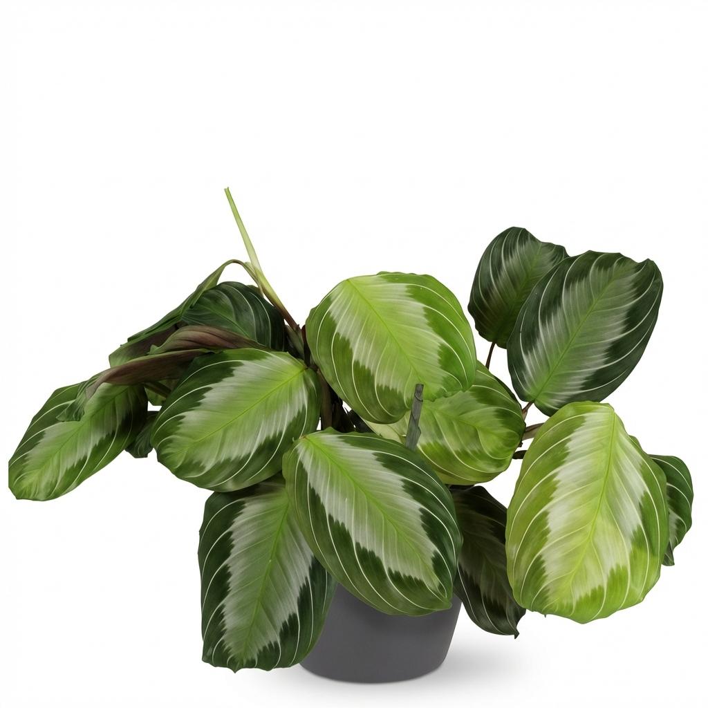 Maranta Fascinator Silverband Gebetspflanze Pflanze mit grauem Topf Ø12cm Höhe 25cm Haustierfreundliche Grünpflanze pflegeleicht für Zimmer & Büro