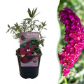 Schmetterlingsstrauch Buddleja davidii Royal Red – Rote Blüten – Laubabwerfend – Schmetterlingsfreundlich – 17cm Höhe 25cm – Plant