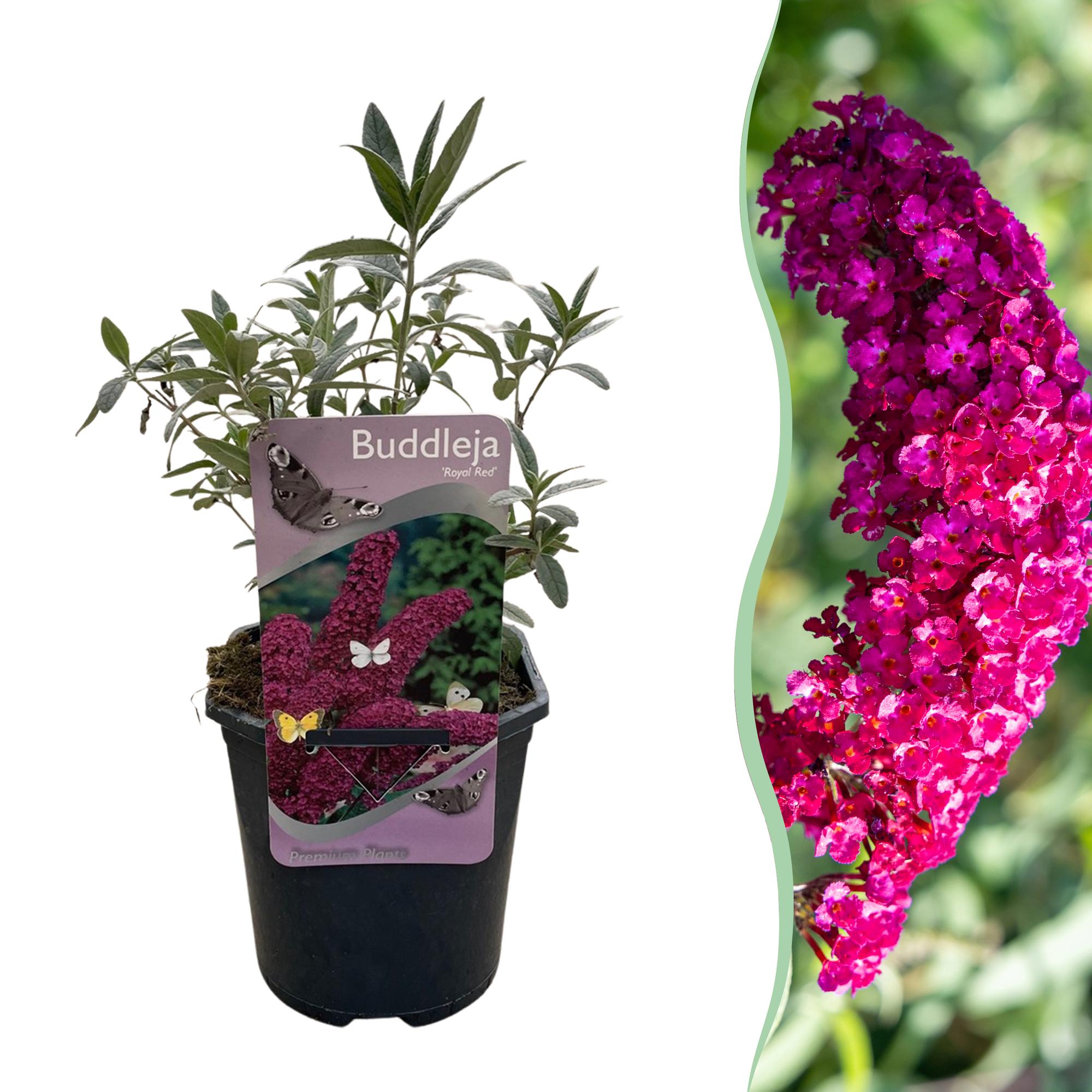 Schmetterlingsstrauch Buddleja davidii Royal Red – Rote Blüten – Laubabwerfend – Schmetterlingsfreundlich – 17cm Höhe 25cm – Plant