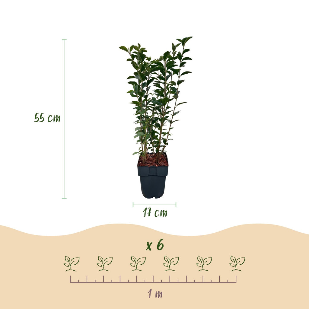 Ovalblättriger Liguster Ligustrum ovalifolium – Immergrün – Heckenpflanze – Blatt Grün – 6 Pflanzen – 1m laufend – Pflegeleicht – 17cm Höhe 55cm – Plant