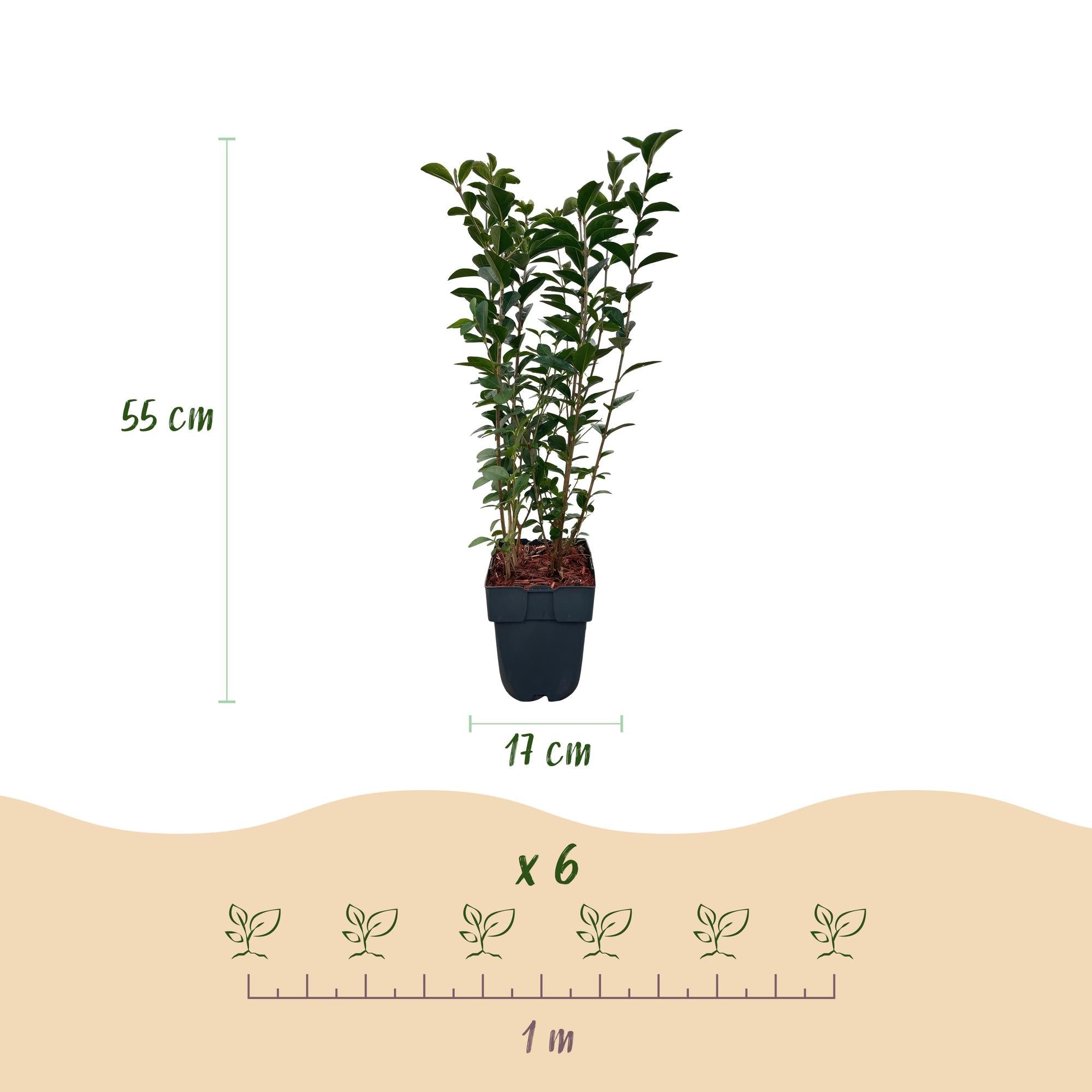 Ovalblättriger Liguster Ligustrum ovalifolium – Immergrün – Heckenpflanze – Blatt Grün – 6 Pflanzen – 1m laufend – Pflegeleicht – 17cm Höhe 55cm – Plant