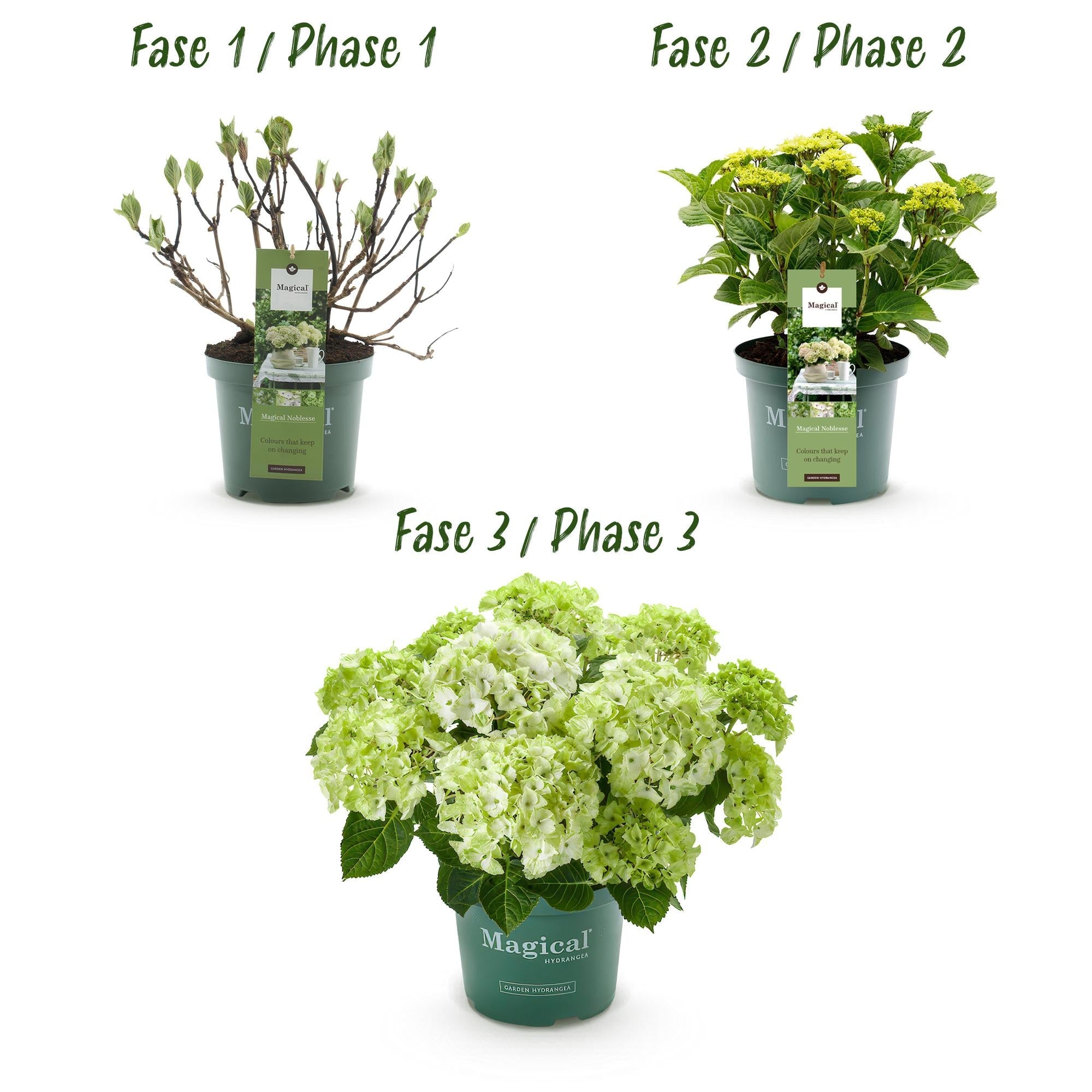 Hortensie Magical Noblesse – Hydrangea macrophylla – Weiß – Balkonpflanze – 23cm Ca. 55cm hoch – 6-10 Blüten – Für Balkon, Terrasse & Beet – Plant