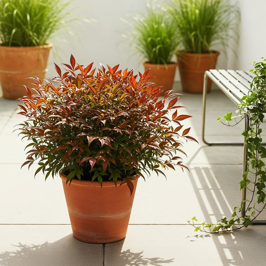 Heiliger Bambus Nandina Gulfstream – 17cm Höhe ca.45cm – Immergrün & farbwechselnd – Orangefarbenes Laub – Pflegeleichter dekorativer Zierstrauch – Plant