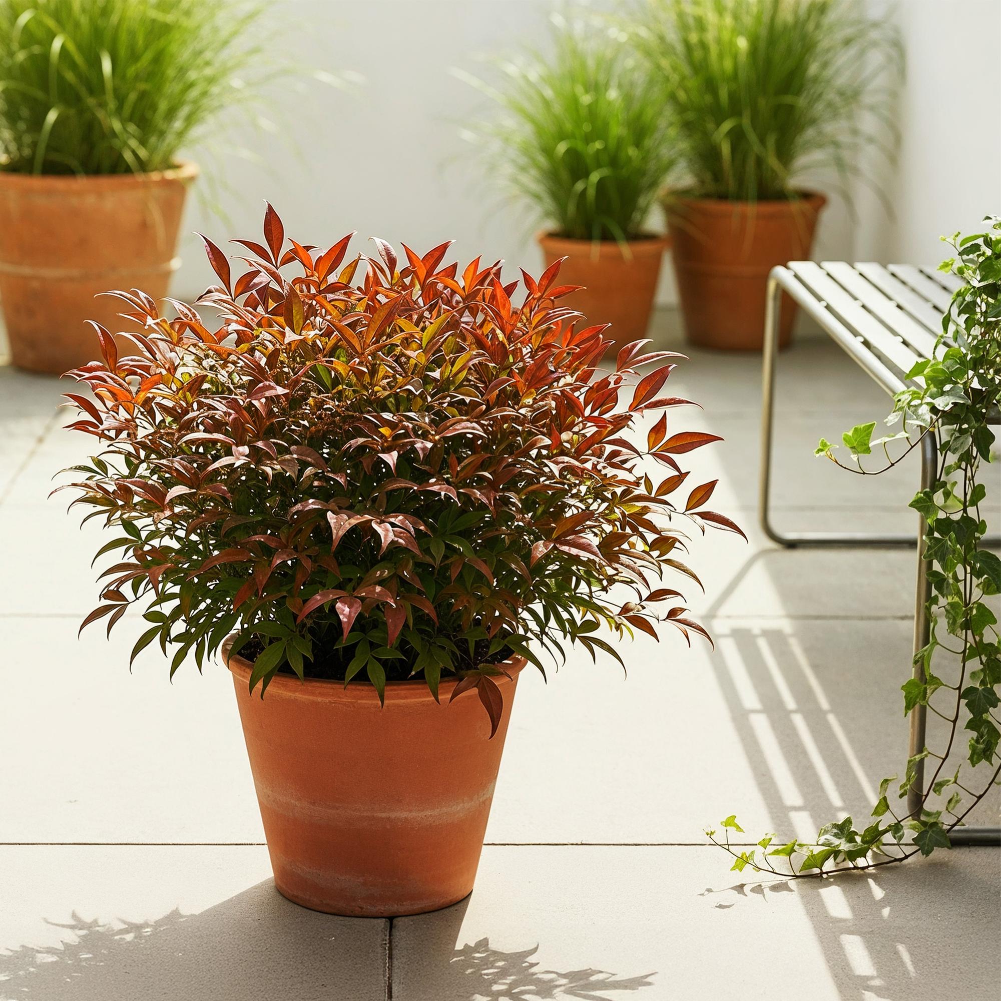 Heiliger Bambus Nandina Gulfstream – 17cm Höhe ca.45cm – Immergrün & farbwechselnd – Orangefarbenes Laub – Pflegeleichter dekorativer Zierstrauch – Plant