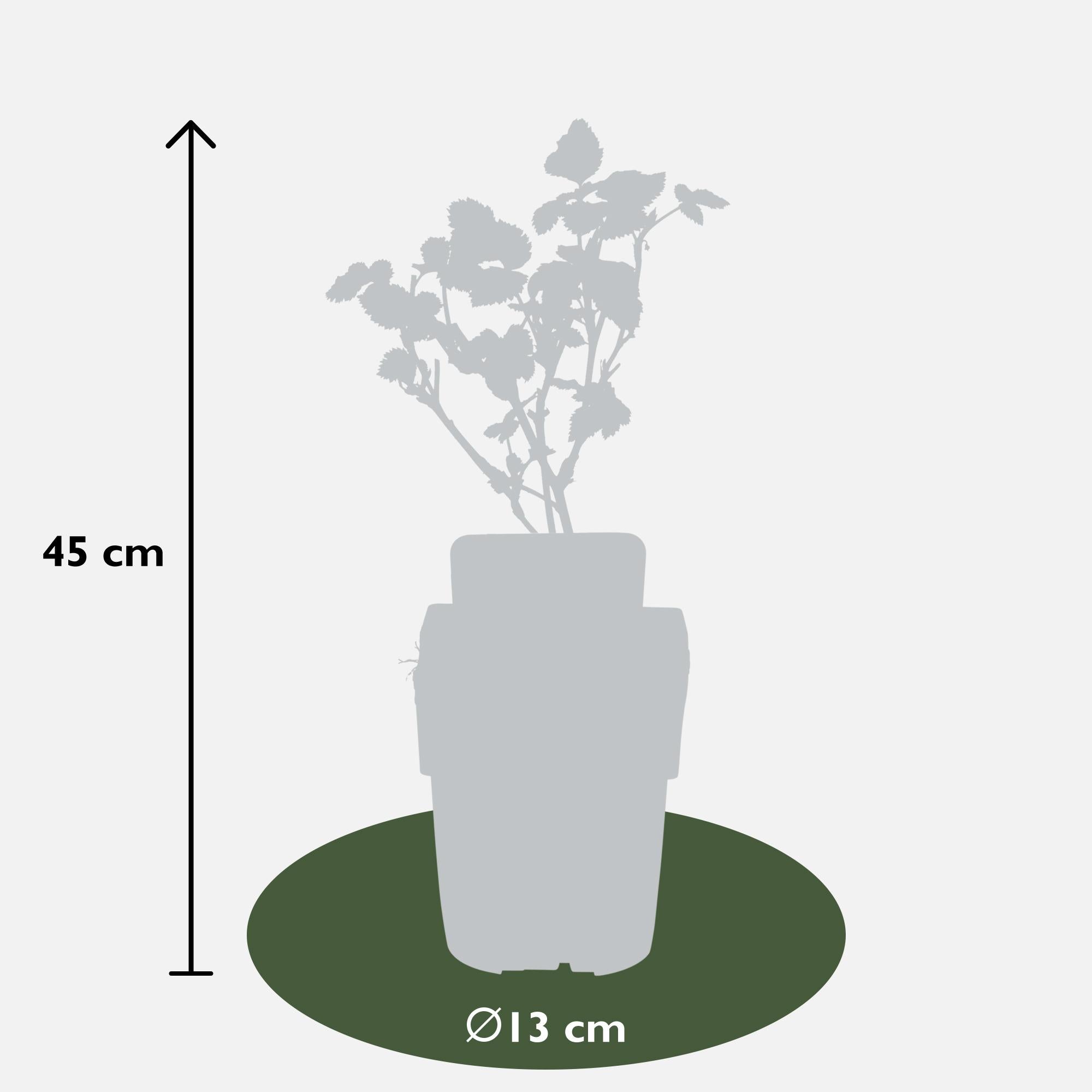 Brombeere - Rubus fruticosus Black Satin - Dornenlose Brombeerpflanze - Ø13cm - Höhe ca. 45cm - Winterharte Obstpflanze für Garten und Terrasse – Plant