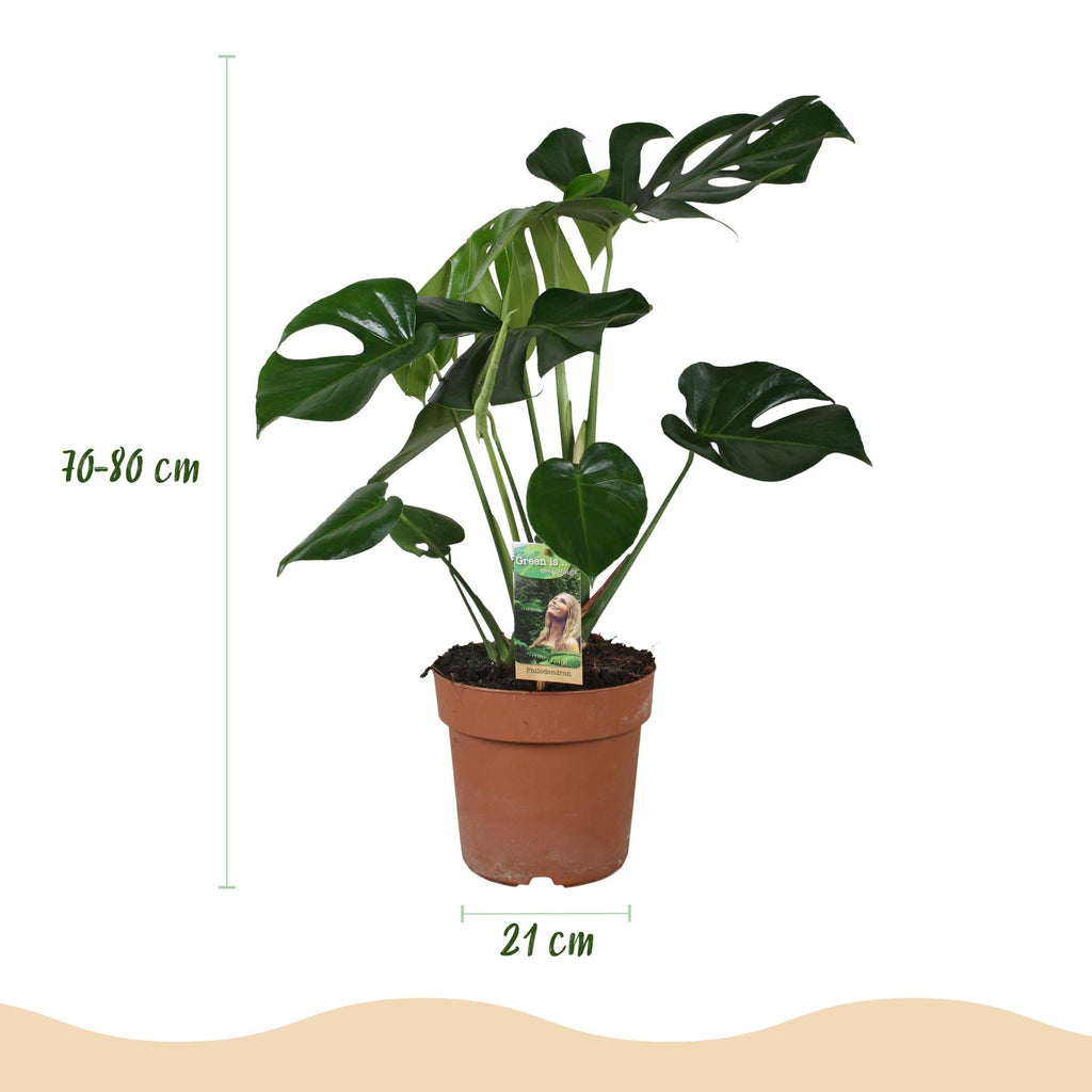 Monstera Deliciosa Fensterblatt – Grün – 21cm – Höhe 70-80cm – Pflegeleichte tropische Zimmerpflanze für Wohnräume – Dekoratives großes Blattwerk – Plant