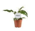 Philodendron White Princess – Ø12cm 30cm hoch – Exklusive Zimmerpflanze mit weiß – grüner Panaschierung – Rarität für Pflanzenliebhaber & Urban Jungle