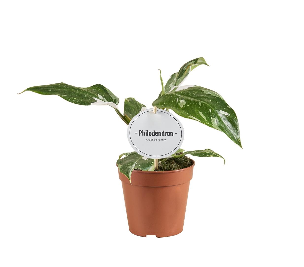Philodendron White Princess – Ø12cm 30cm hoch – Exklusive Zimmerpflanze mit weiß – grüner Panaschierung – Rarität für Pflanzenliebhaber & Urban Jungle
