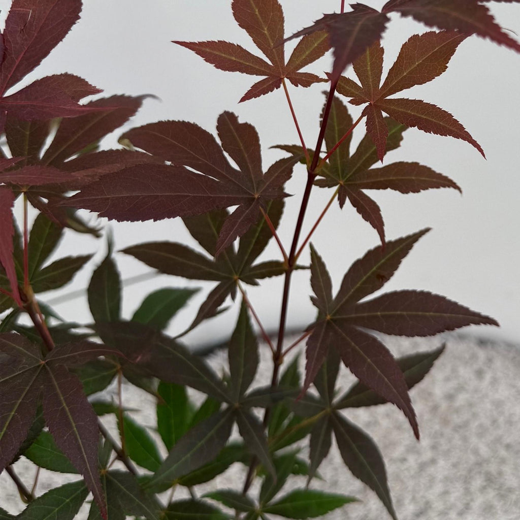 Acer palmatum Atropurpureum – 3 Pflanzen – 12cm – Höhe ca. 35cm – Japanischer Ahorn mit tief lila Blättern & dekorativer Herbstfärbung – Pflegeleicht