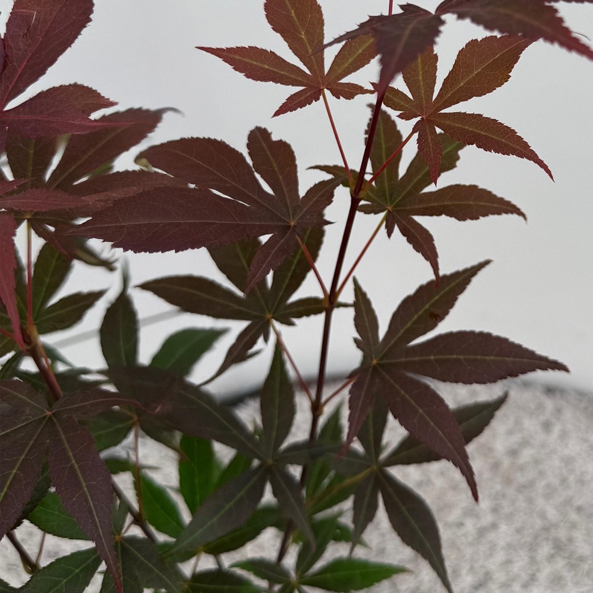 Acer palmatum Atropurpureum – 3 Pflanzen – 12cm – Höhe ca. 35cm – Japanischer Ahorn mit tief lila Blättern & dekorativer Herbstfärbung – Pflegeleicht