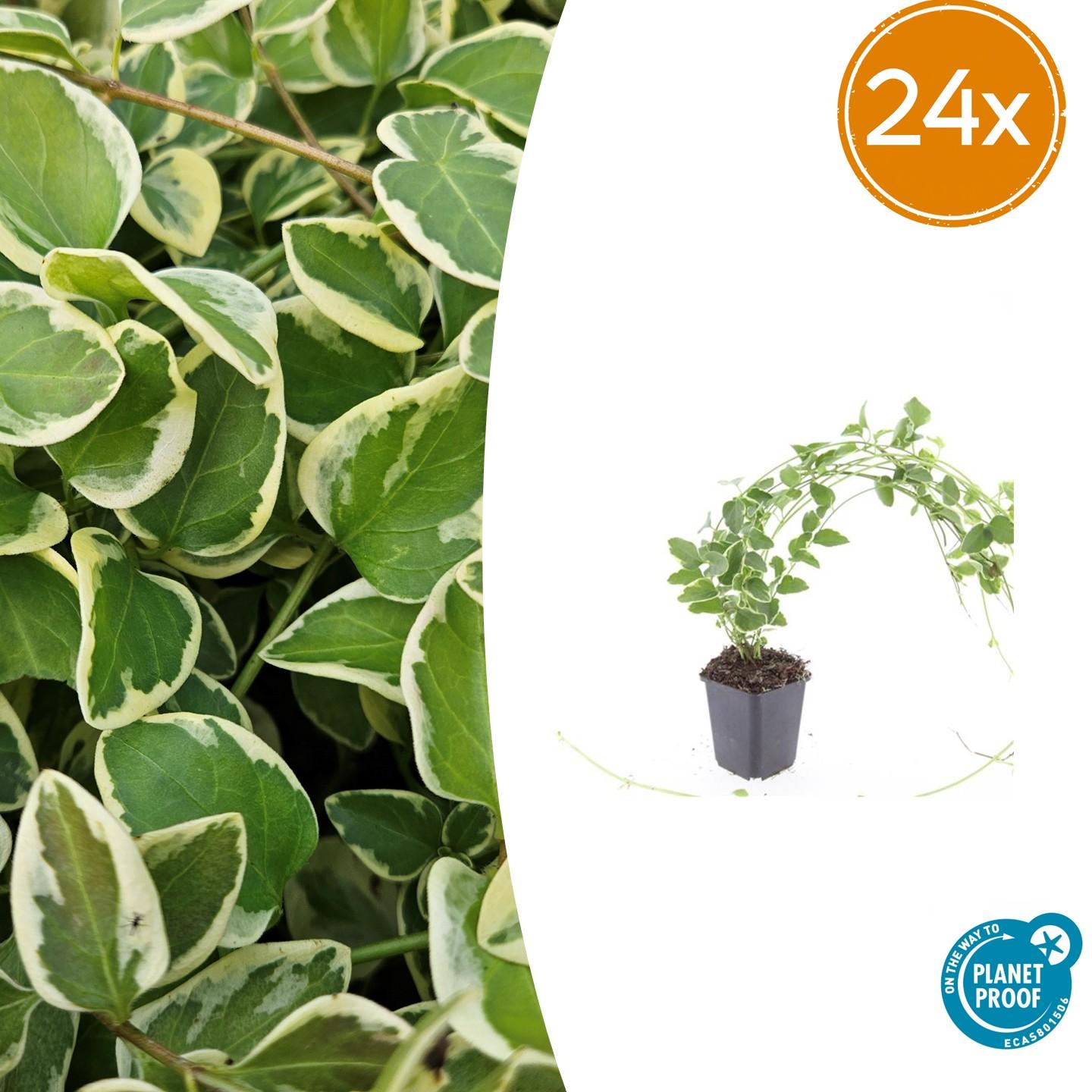 Kleines Immergrün Vinca major 'Variegata' – ↕10-25cm – Ø9cm – Bodendecker – Wintergrün – Schattentauglich – Unterpflanzung – Plant