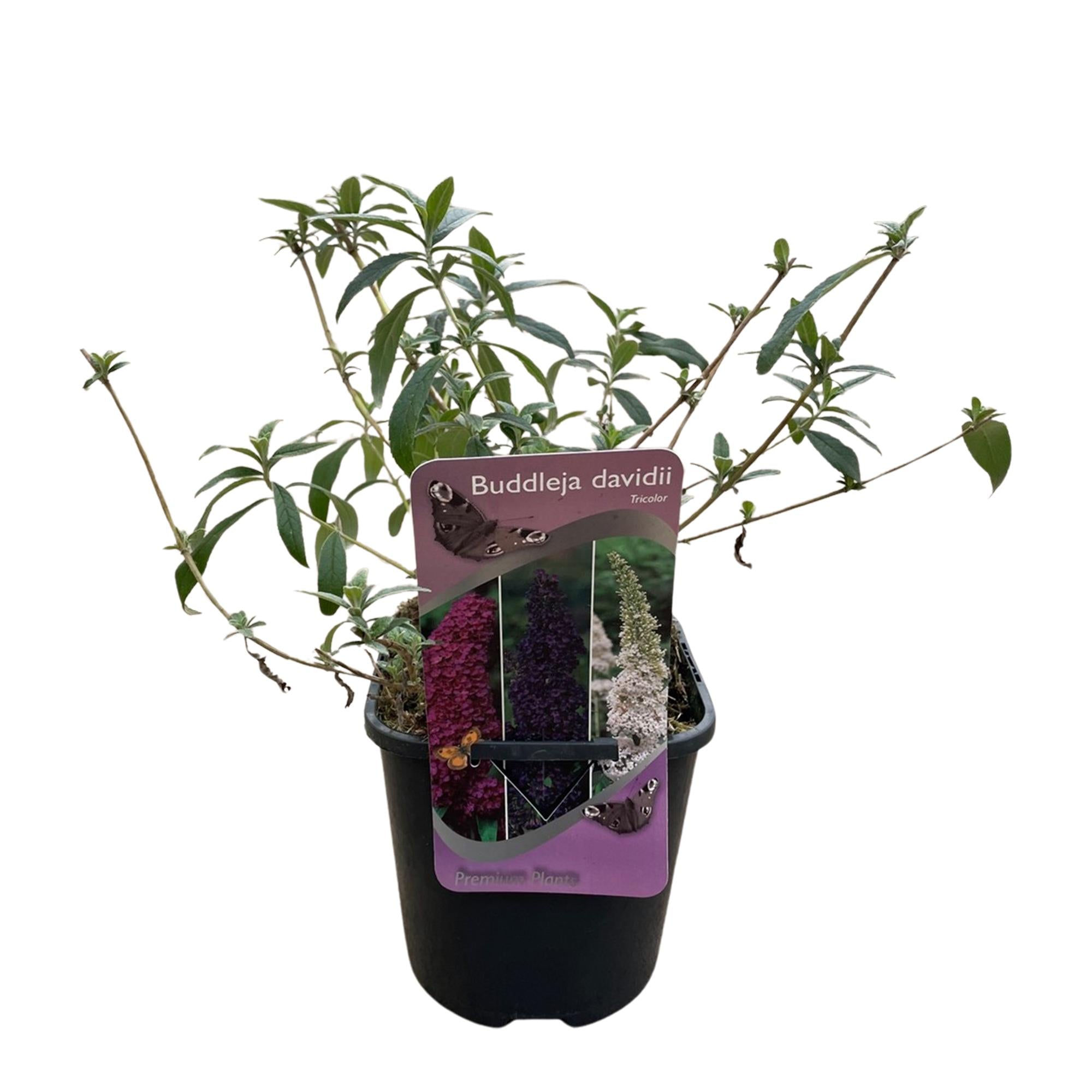 Schmetterlingsstrauch Buddleja davidii Tricolour – Blüten Rosa, Weiß & Lila – Bienen – & Schmetterlingsfreundlich – 17cm x H30cm – pflegeleicht – Plant