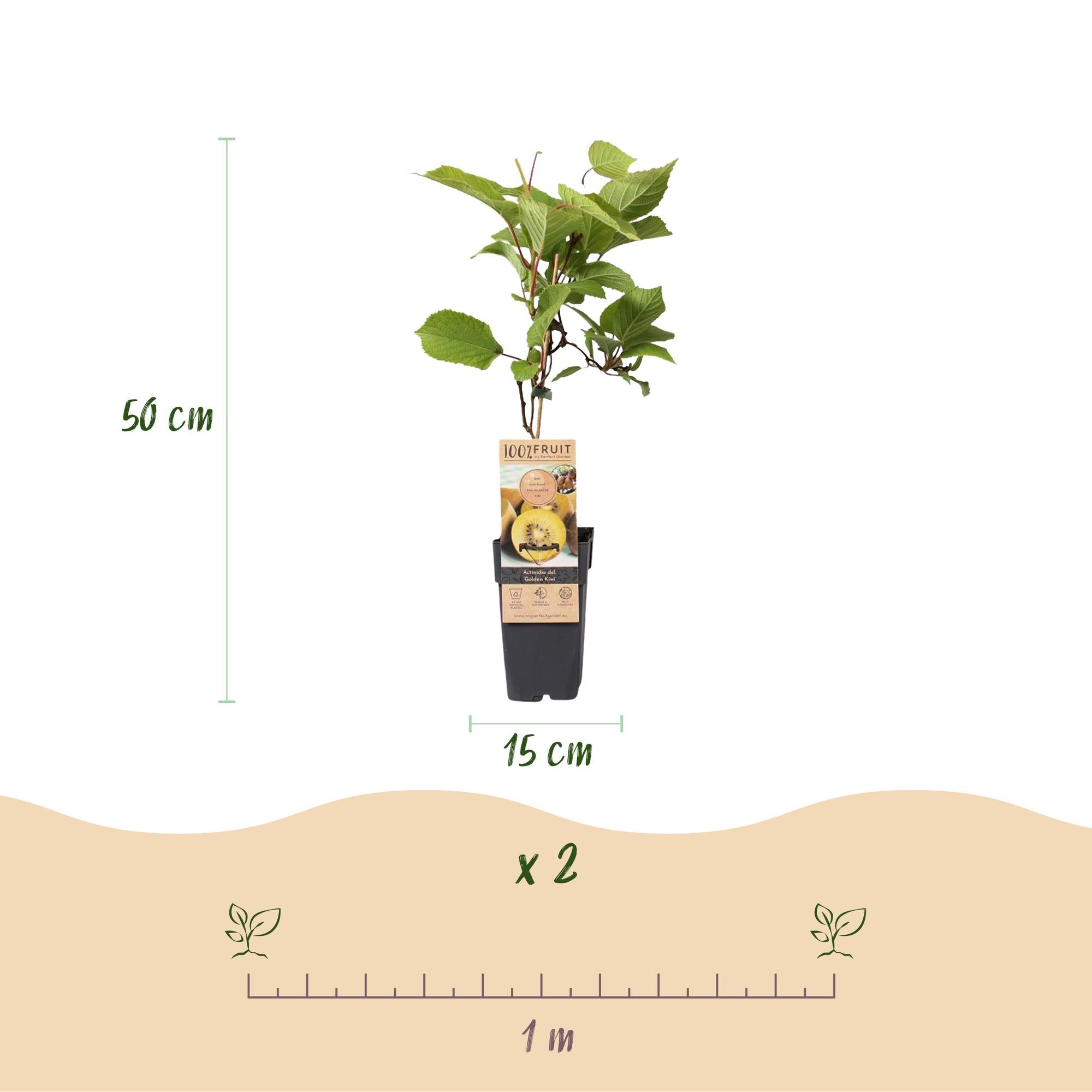 Actinidia deliciosa Golden Kiwi – 2 Obstpflanzen – Süße gelbe Früchte – Ø15cm Höhe 50cm – Einfach zu pflegen & vitaminreich – Plant