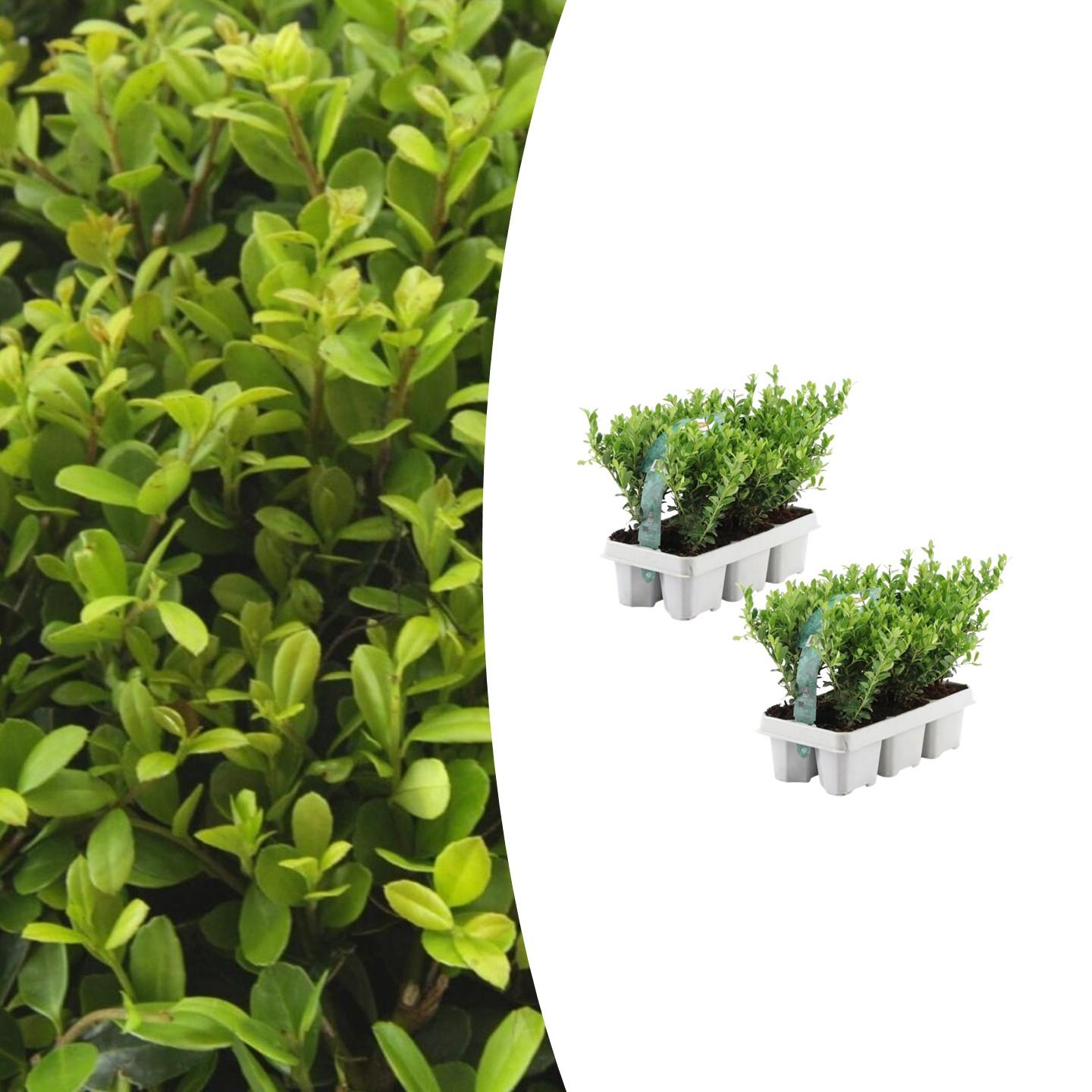 Stechpalme – Ilex crenata 'Jenny' – Immergrün – Winterhart – Alternative zu Buchsbaum – Ø7cm ↕15cm – Plant