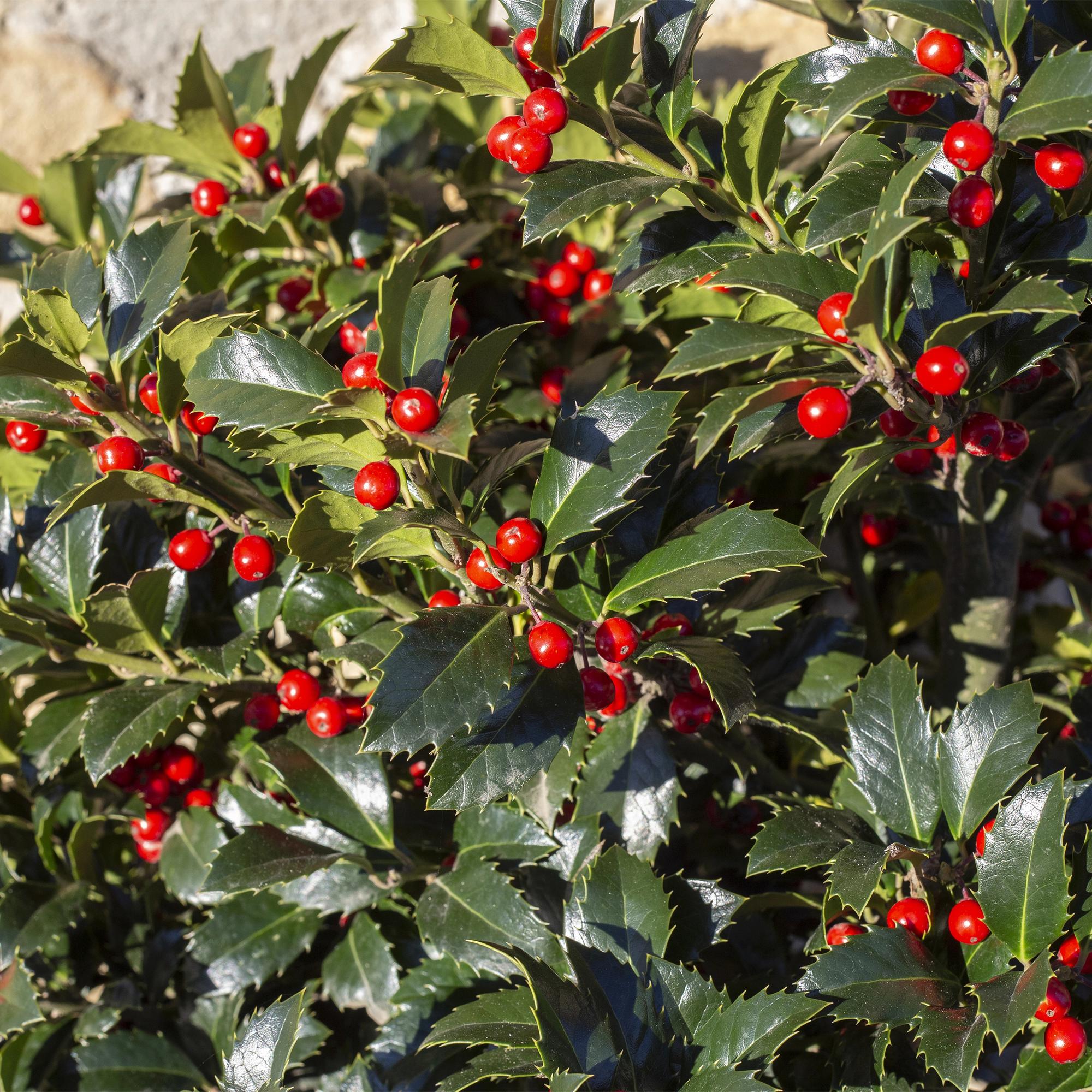 Ilex meserveae 'Blue Maid' – Immergrüne Stamm – Pflanze – Ø19cm – Höhe ca. 90cm – Terrassenpflanze & Gartenpflanze – Pflegeleicht & wetterfest – Plant