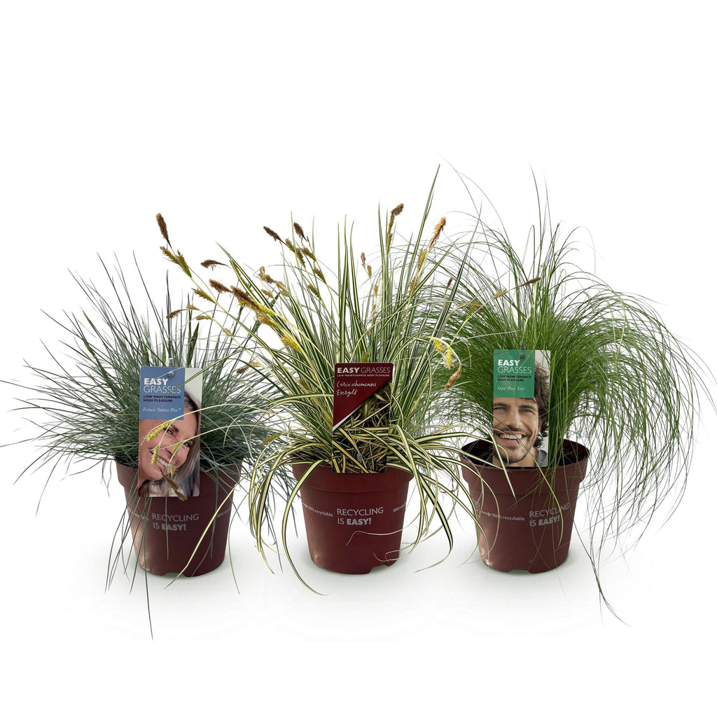 Ziergräser Set – 3 Pflanzen – Blau Gelb Grün – Immergrün & winterhart – 17cm Höhe ca. 50cm – Für Beet, Balkon & Terrasse