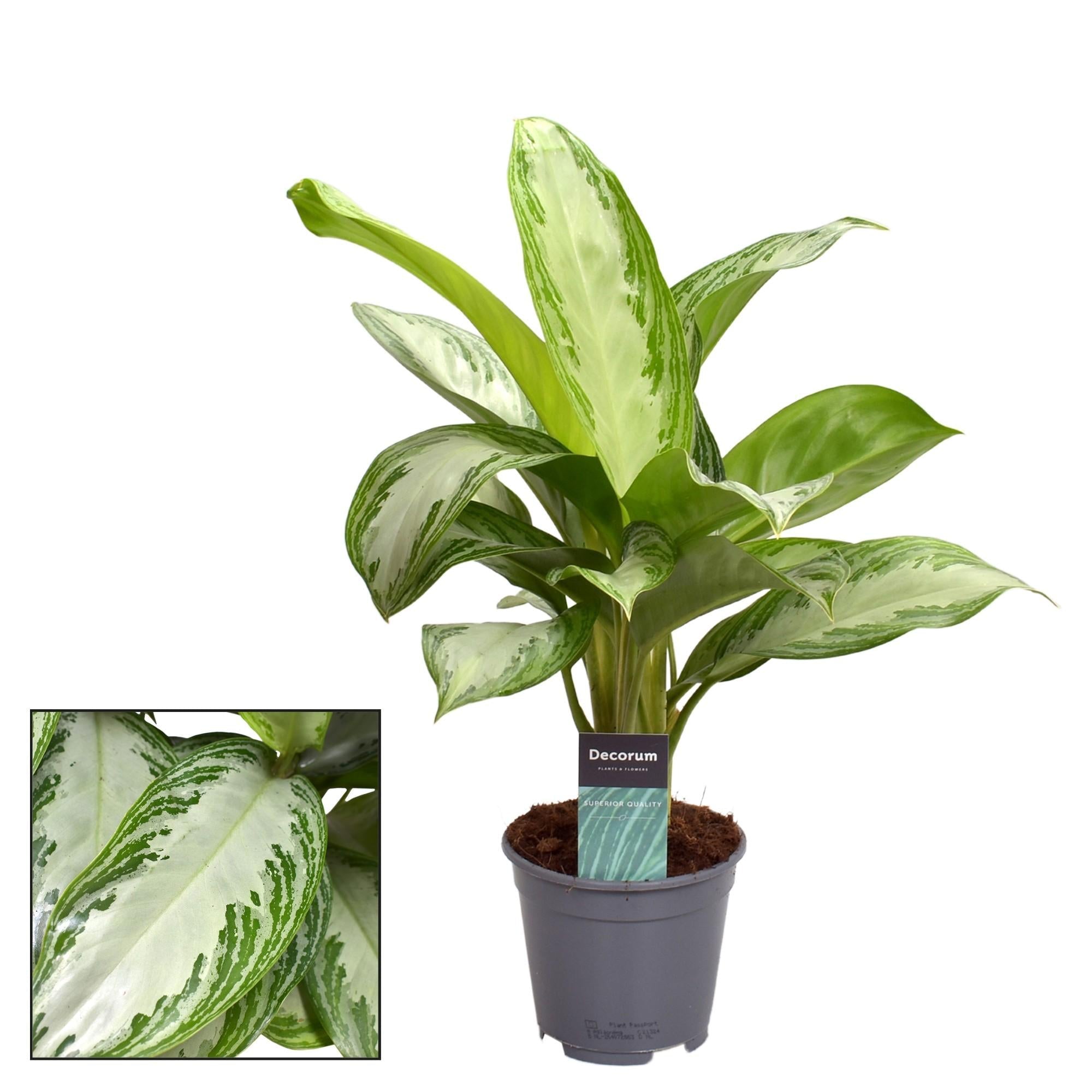Aglaonema Silver Bay – ca. 40cm Höhe – pflegeleichte Zimmerpflanze mit silbrig-grünem Blattmuster – Topfgröße Ø14cm – Luftreinigende Blattschmuckpflanze – Plant