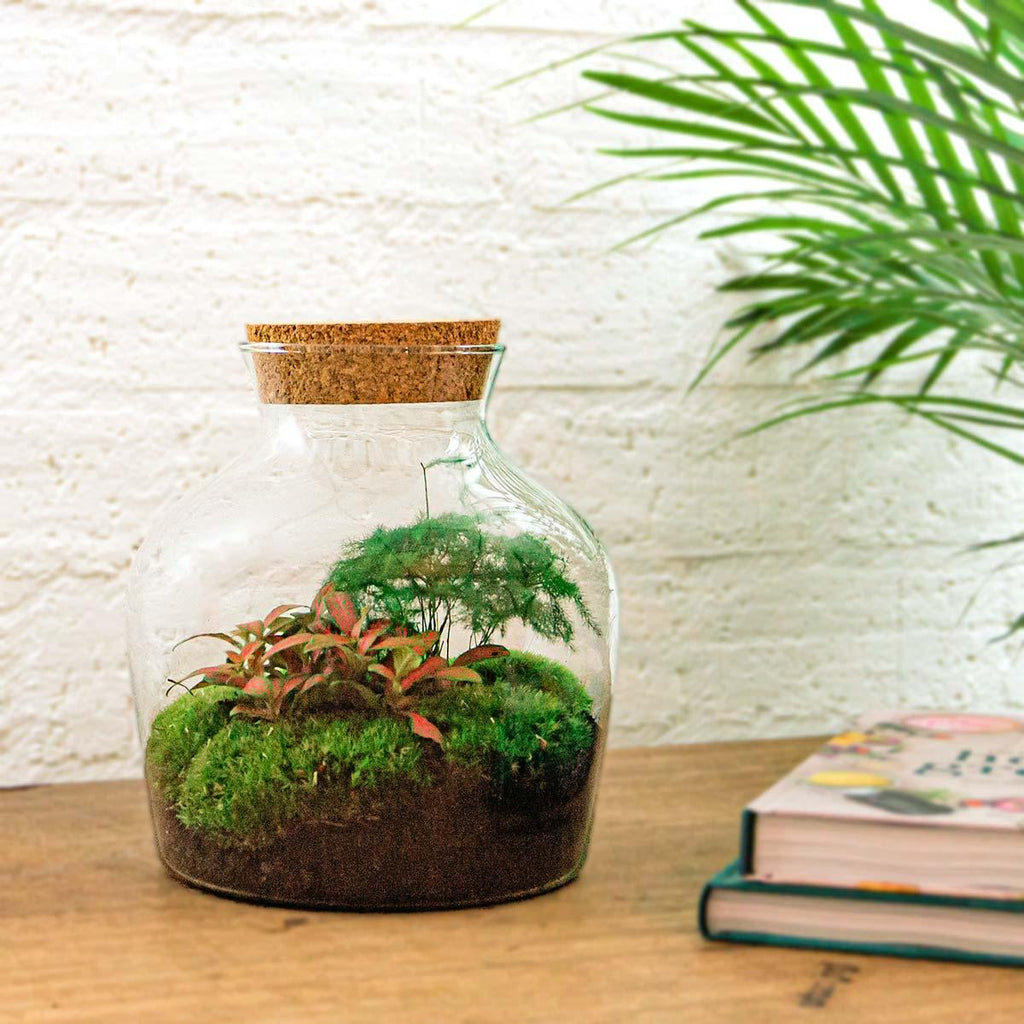 Flaschengarten Little Joe – DIY Bausatz Terrarium – ↕21,5cm – Do It Yourself Pflanzen – Set im Glas – Autarkes Mini – Ökosystem – Plant