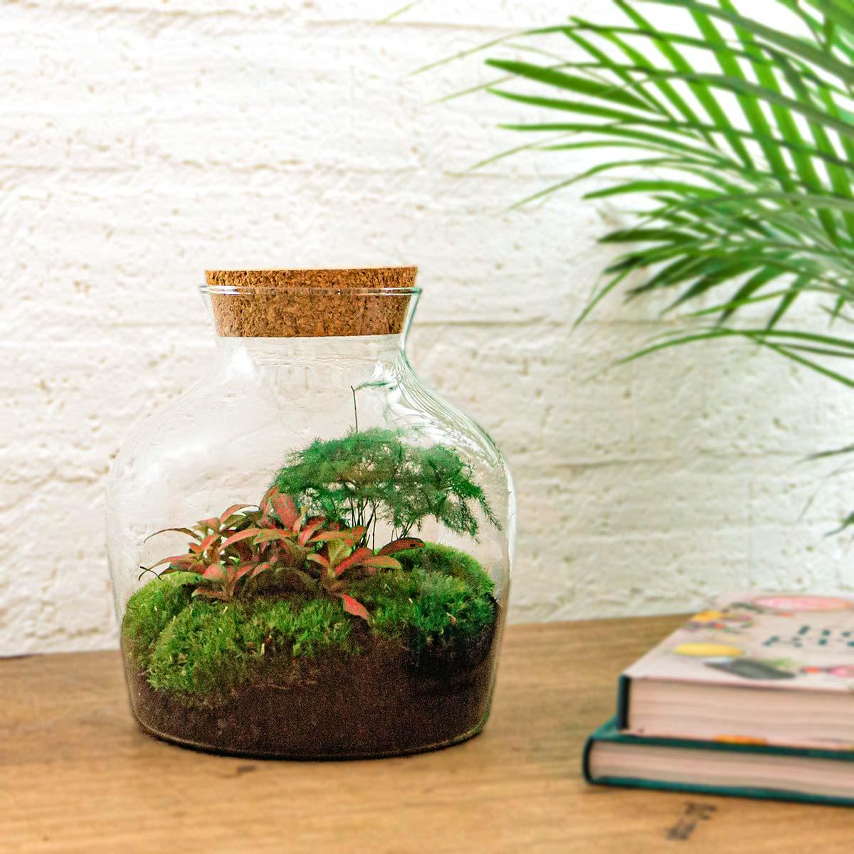 Flaschengarten Little Joe – DIY Bausatz Terrarium – ↕21,5cm – Do It Yourself Pflanzen – Set im Glas – Autarkes Mini – Ökosystem – Plant
