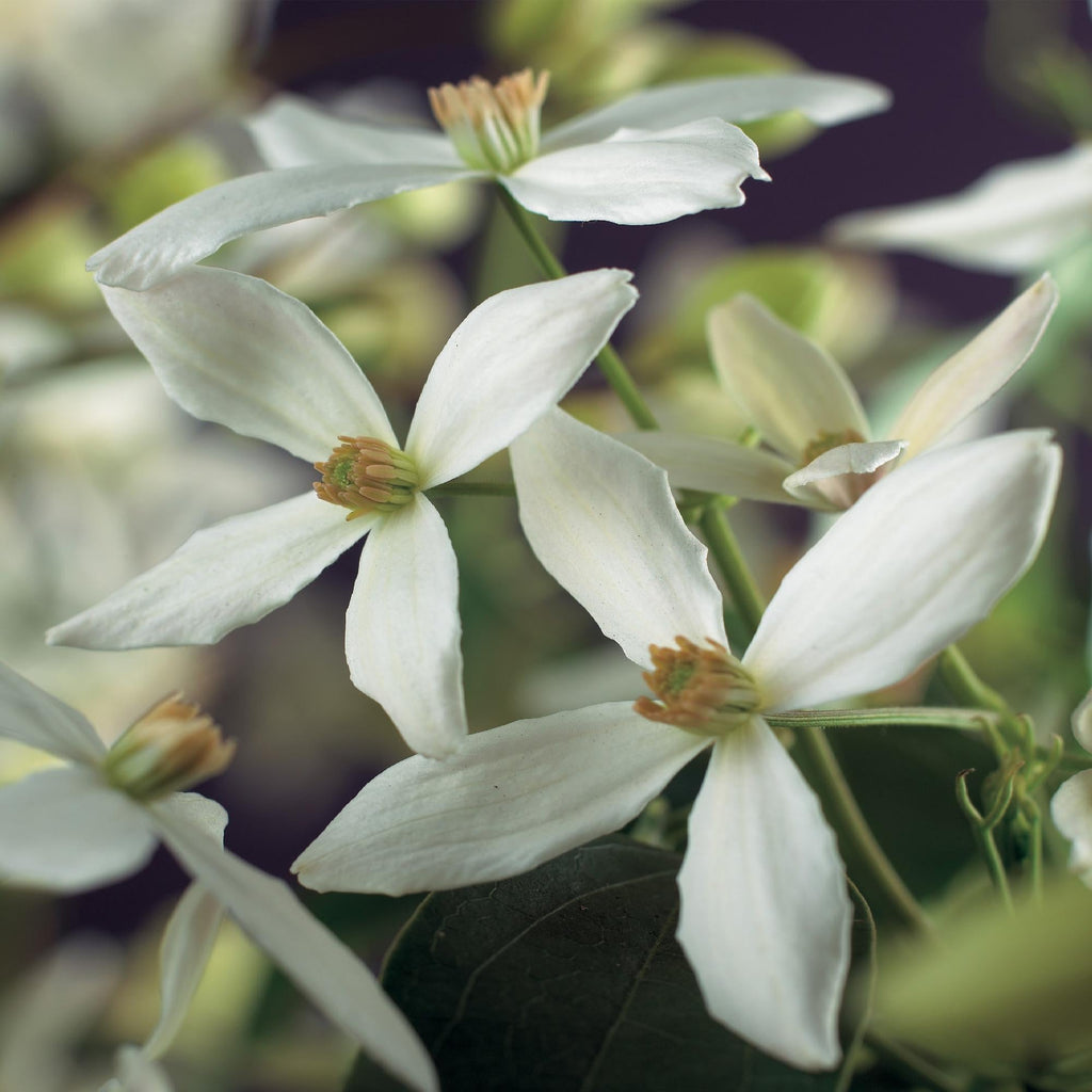 Kletterpflanze – Clematis armandii – Weiße Blüten – Immergrün – Duftend – 11cm – Höhe 40cm – Frühblüher – Pflegeleicht – Plant