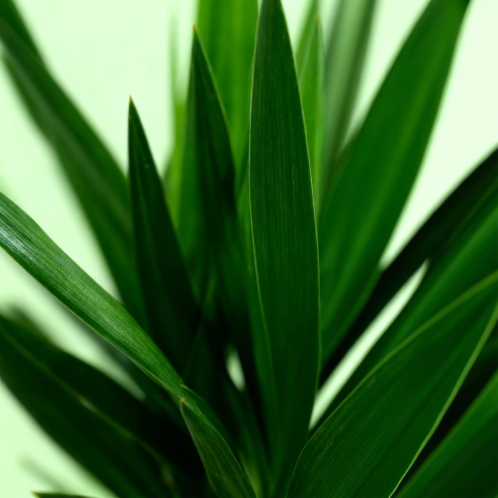 Yucca Elephantipes – 120cm – Ø19cm – Pflegeleichte Palmlilie mit schmalen Blättern – Robuste Zimmerpflanze für helle & halbschattige Räume