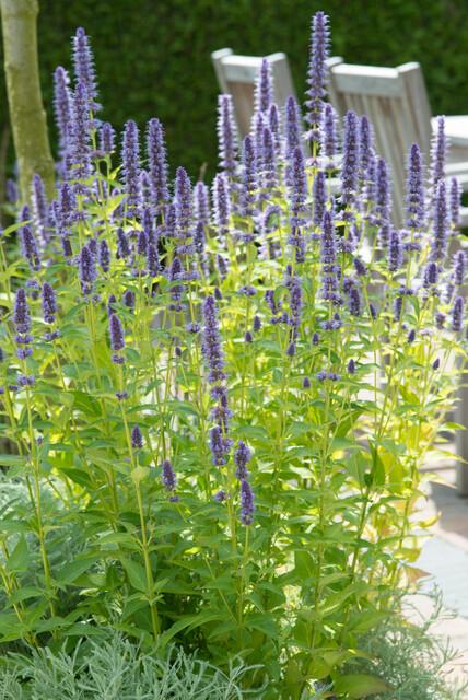 Asiatische Duftnessel Agastache 'Black Adder' – Staude mit dunkelvioletten Blüten – Ø9cm – Blütezeit Sommer bis Herbst – Plant