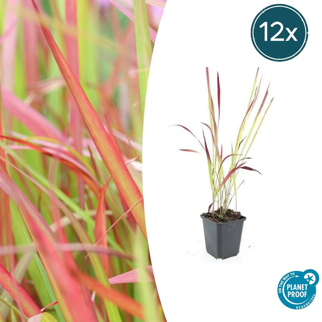 Japanisches Blutgras Imperata cylindrica 'Red Baron' – ↕10-25cm – Ø9cm – Winterhartes Ziergras mit roten Blattspitzen – Plant