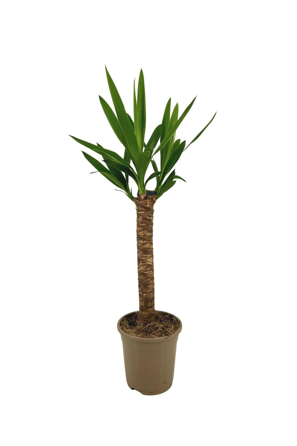 Riesen-Palmlilie Yucca Elephantipes Zimmerpflanze Ø17cm – ↑60-80cm – Robuste Yucca mit tropischem Look – Wenig Wasserbedarf – Für Wohnräume & Büros – Plant