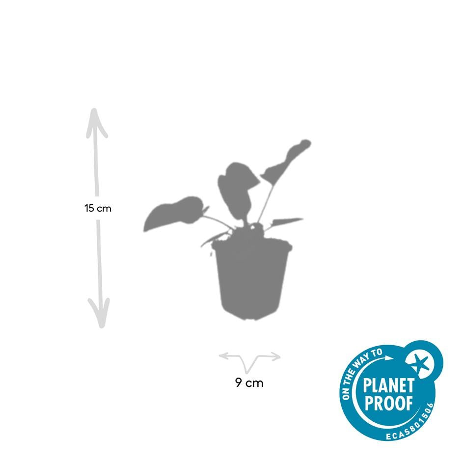 Russel Brandkraut Phlomis russeliana – ↕10-25cm – Ø9cm – Winterhart & Bienenfreundlich – Sommerblüher für Beete & Garten – Plant
